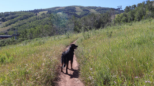 dog friendly hikes in park city utah hugo coffee roasters