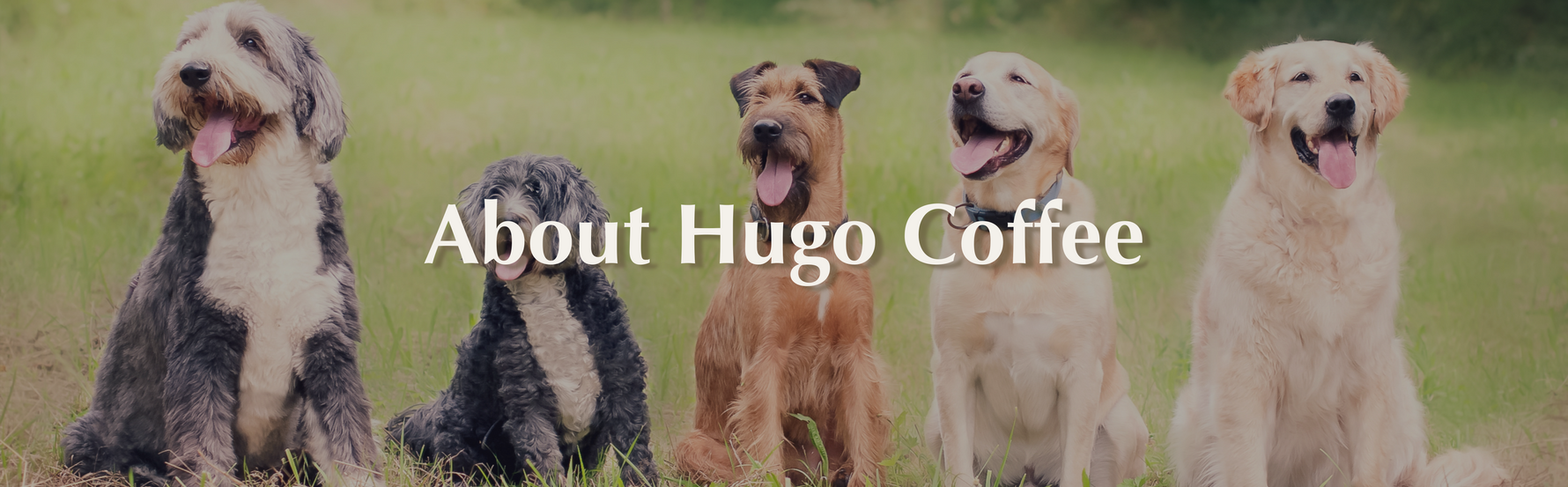 About Us Hugo Coffee Roasters